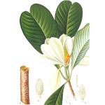 magnolia bark extract magnolol