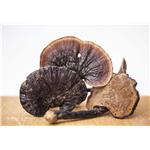 Ganoderma lucidum spores oil
