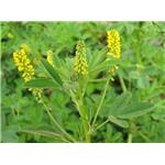 Melilotus officinalis, ext.