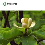 Magnolia officinalis P.E.