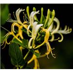 Honeysuckle Extract