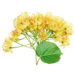 Tilia Flower Extract