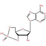 Adenosine 3',5'-cyclic monophosphate