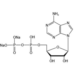 Adenosine 5’-diphosphate disodium salt（ADP-Na2）
