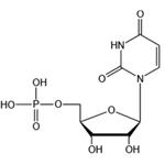 Uridine 5’-monophosphte（UMP-H） pictures