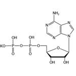 Adenosine 5’-diphosphate monopotassium salt（ADP-K）