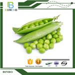 Pea Protein pictures