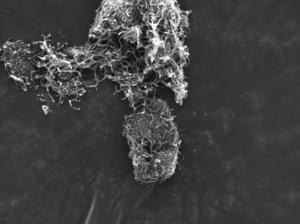 Article illustration