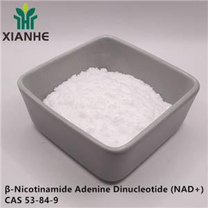 β-Nicotinamide Adenine Dinucleotide (NAD+)