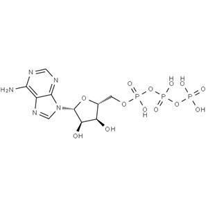 Adenosine triphosphate