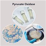 Pyruvate Oxidase