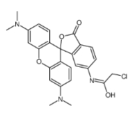 6-Chloroacetamidotetramethyl Rhodamine