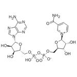 53-84-9 β-Nicotinamide adenine dinucleotide