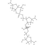 Deoxyribonucleic Acid