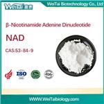 β-Nicotinamide Adenine Dinuclotide（NAD）