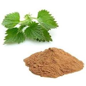 Nettle Extract