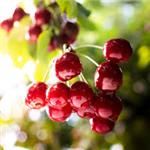 Tart Cherry Extract