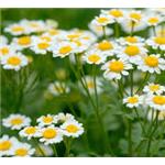 Chamomile Extract