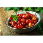 Tart Cherry Extract
