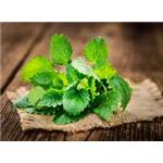 Lemon Balm Extract 