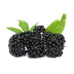 Elderberry Extract