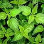 Nettle Extract
