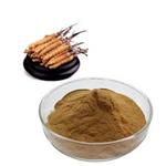 Cordyceps militaris Extract