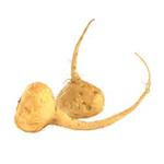Maca Root Extract