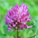 Red Clover Extract