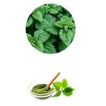 Nettle Extract