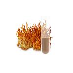Cordyceps militaris Extract