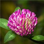Red Clover Extract