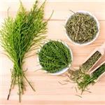 Horsetail Extract