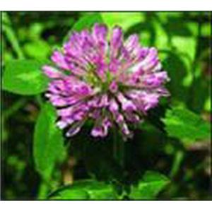 红车轴草提取物