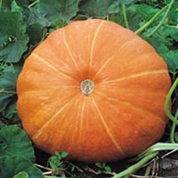 Pumpkin Seed P.E.