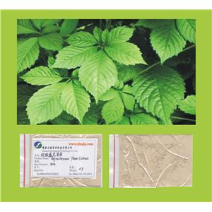 绞股蓝皂苷（白色）/绞股蓝提取物（国家专利生产）