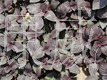 紫苏叶提取物