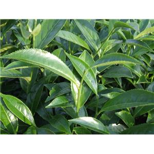 杨梅树皮素,杨梅素、杨梅黄酮、杨梅苷、二氢杨梅素