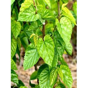 1-脱氧野尻霉素