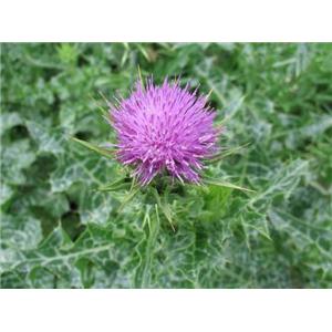 Milk Thistle extract