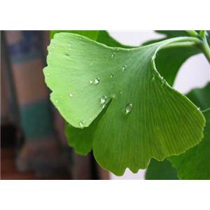 Ginkgo Biloba extract 24.0%Flavones 6.0% lactones  by HPLC