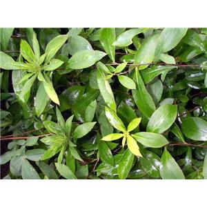 Senna Leaf Extract6%,8% sennoside A,+sennoside B by HPLC