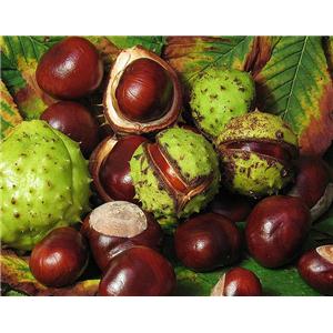 Horse Chest Nut extractAescin 20% by HPLC