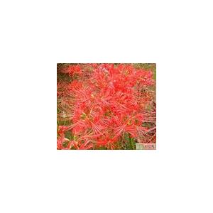 惠瑞生物/供应/纯天然/氢溴酸加兰他敏/氢溴酸加兰他敏98%/氢溴酸加兰他敏99%/专业生产厂家