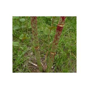 惠瑞生物/供应/纯天然/白藜芦醇提取物20%/白藜芦醇50%/白藜芦醇提取物98%/专业生产厂家