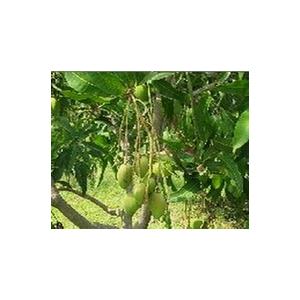 Mangiferin   Mango leaf extract