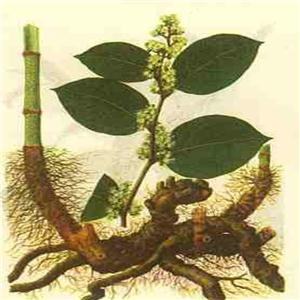Polygonum cuspidatum plant extract