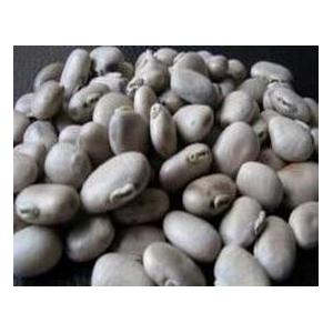 Mucuna pruriens P.E.