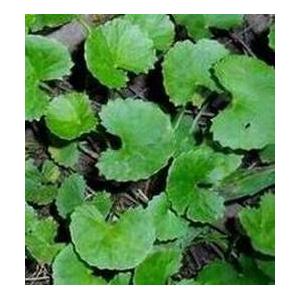 Centella Asiatica  Extract