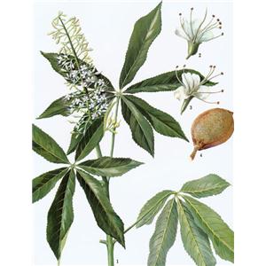 惠瑞生物/供应/纯天然/娑罗子提取物20%/娑罗子七叶皂甙/娑罗子种子提取物/专业生产厂家